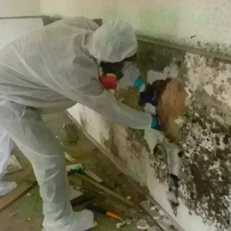 Mold Remediation and Removal in Linton, ND